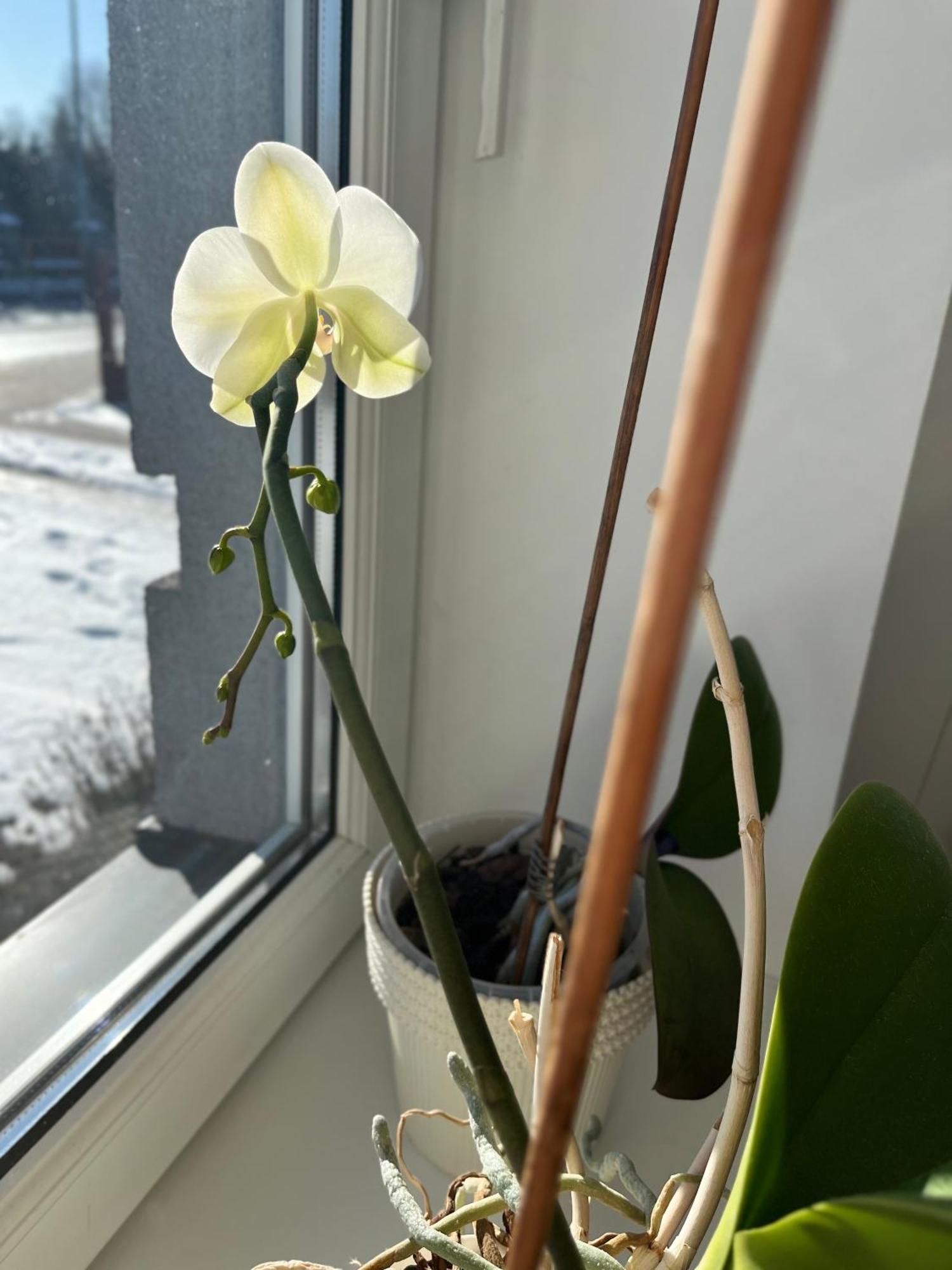Apartament Numer 1, Dwie Sypialnie Dwa Lozka Orzysz Exteriér fotografie